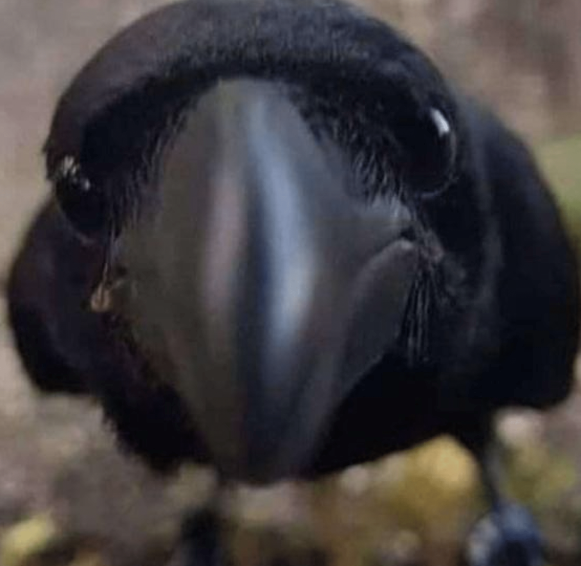 JJ Bird