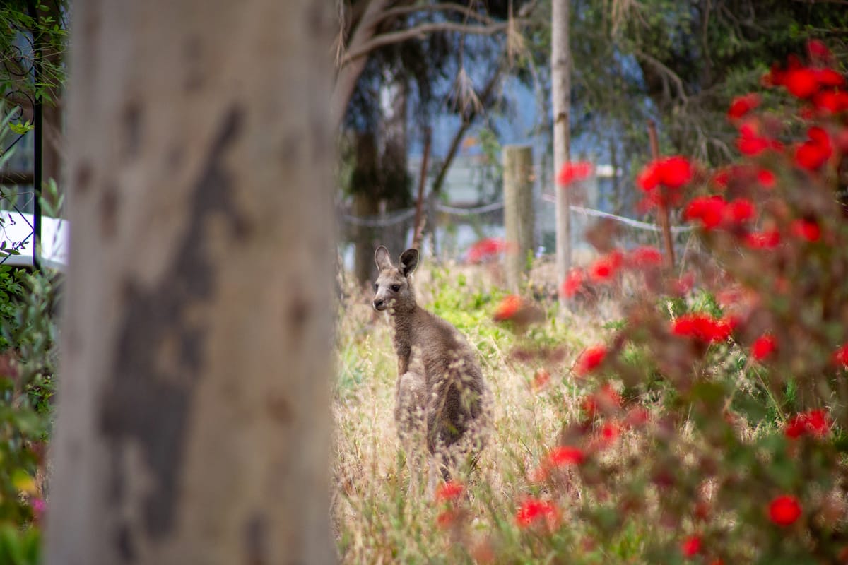 Roos - November 2025