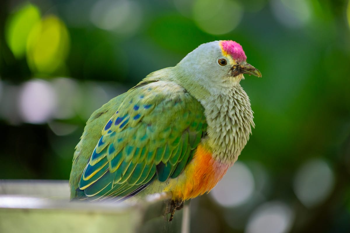 Adelaide Zoo - March 2026